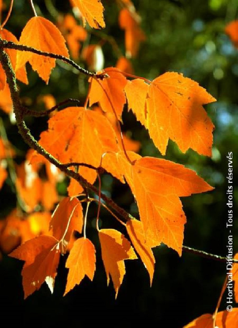 Acer Rouge ACER rubrum ARMSTRONG (Erable rouge)