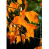ACER rubrum ARMSTRONG