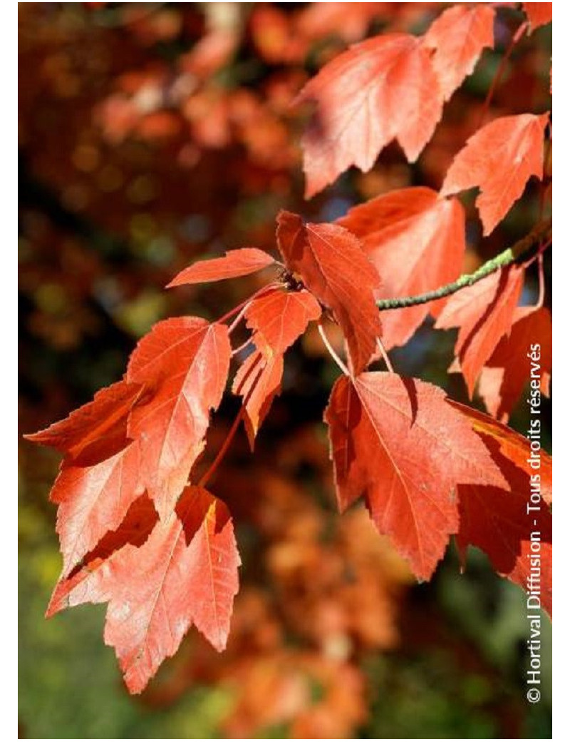 ACER freemanii ARMSTRONG (Érable rouge)