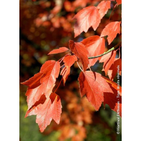 ACER freemanii ARMSTRONG (Érable rouge)