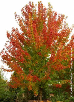 ACER freemanii CELEBRATION