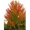 ACER freemanii CELEBRATION