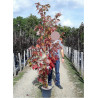 ACER freemanii CELEBRATION (Érable de Freeman Celebration) En pot de 15-20 litres forme baliveau hauteur 150-200 cm