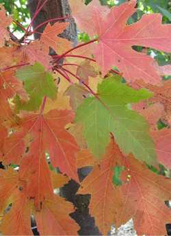 ACER freemanii CELEBRATION