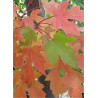 ACER freemanii CELEBRATION