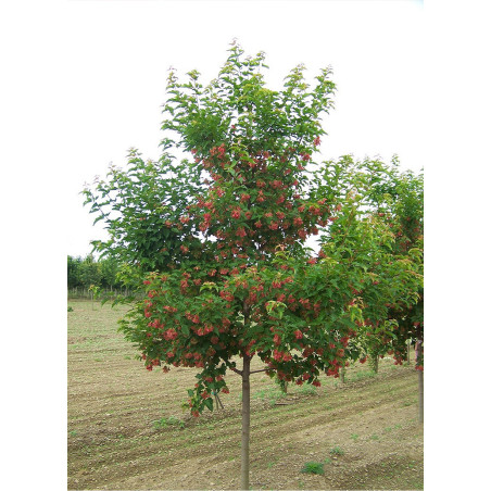 ACER ginnala (Érable de Mandchourie)