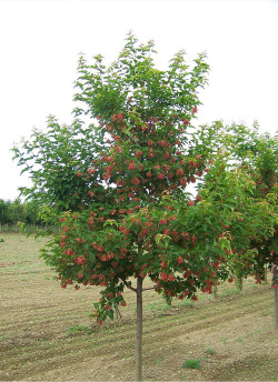 ACER ginnala