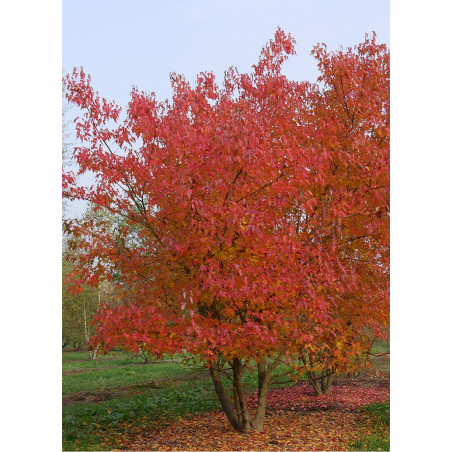 ACER ginnala (Érable de Mandchourie)