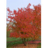 ACER ginnala