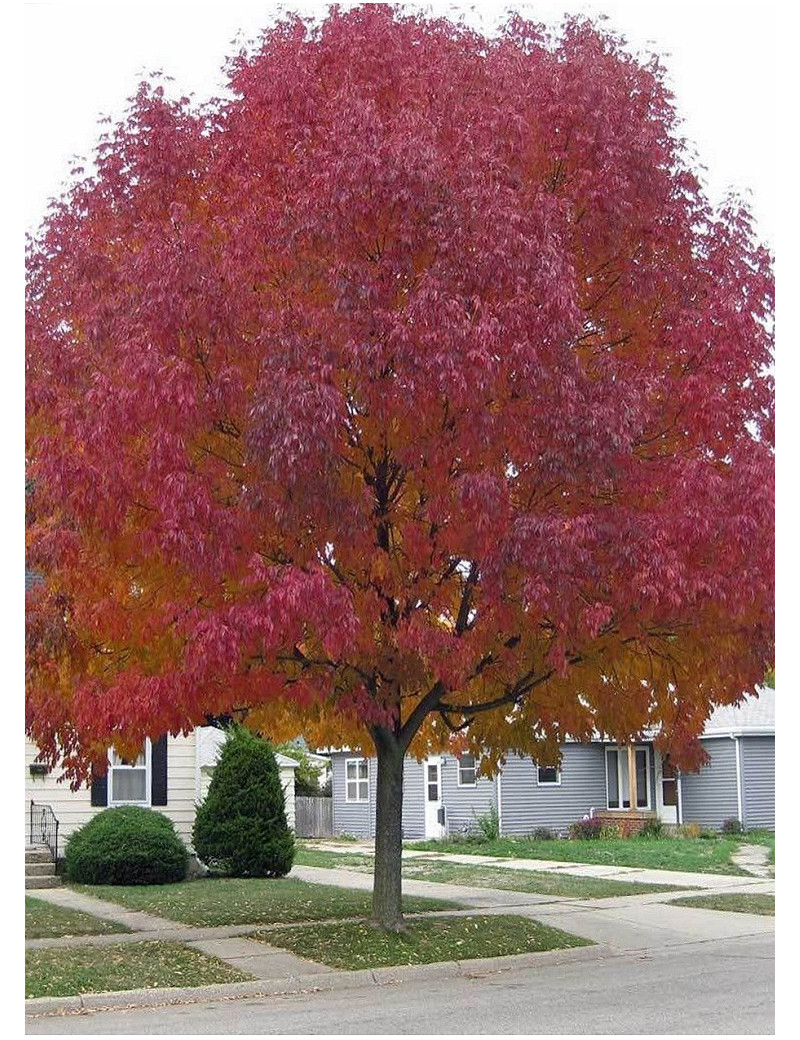 ACER ginnala (Érable de Mandchourie) ACER ginnala (Érable de Mandchourie)