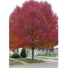 ACER ginnala