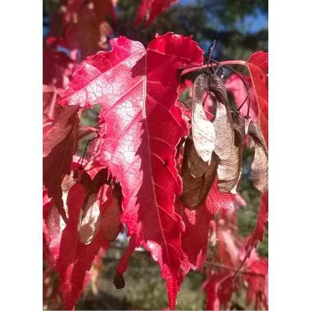 ACER ginnala (Érable de Mandchourie)
