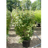 CALLICARPA bodinieri PROFUSION (Arbuste aux bonbons) En pot de 15-20 litres forme buisson hauteur 125-150 cm