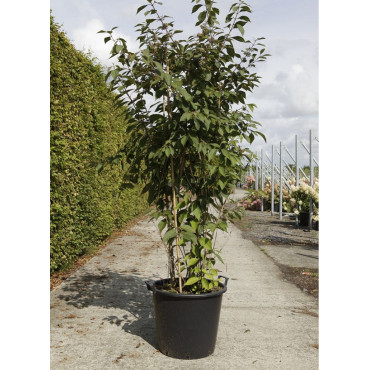 CALLICARPA bodinieri PROFUSION (Arbuste aux bonbons) En pot de 50-70 litres forme buisson hauteur 150-175 cm