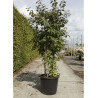 CALLICARPA bodinieri PROFUSION (Arbuste aux bonbons) En pot de 50-70 litres forme buisson hauteur 150-175 cm