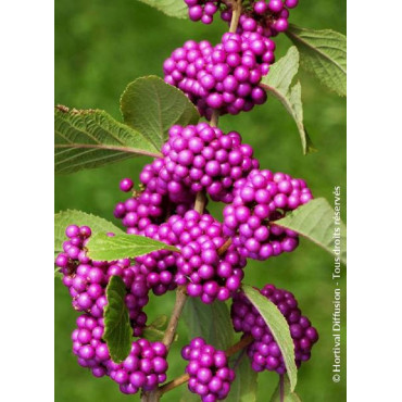 CALLICARPA bodinieri PROFUSION (Arbuste aux bonbons)