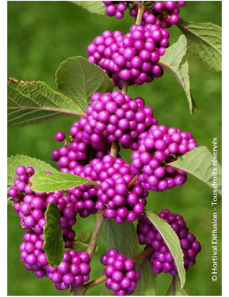 CALLICARPA bodinieri PROFUSION (Arbuste aux bonbons)