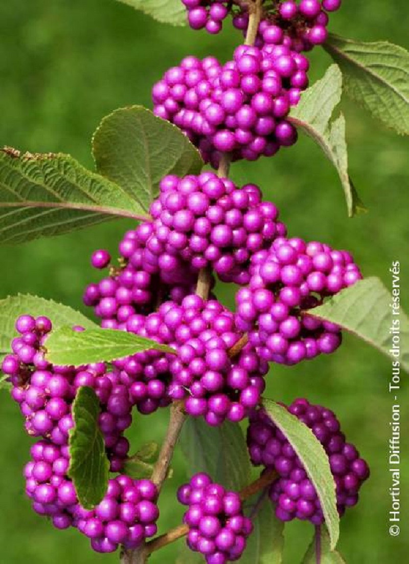 CALLICARPA bodinieri PROFUSION