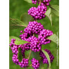 CALLICARPA bodinieri PROFUSION (Arbuste aux bonbons)