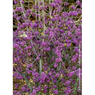 CALLICARPA bodinieri PROFUSION (Arbuste aux bonbons)1