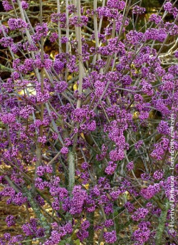 CALLICARPA bodinieri PROFUSION