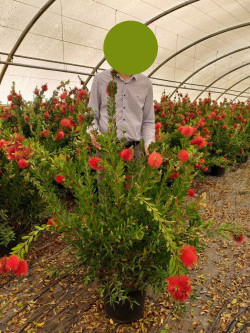 CALLISTEMON laevis En pot de 25-30 litres buisson hauteur 100-125 cm