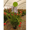 CALLISTEMON laevis En pot de 15-20 litres forme buisson 080-100 cm