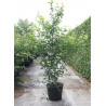 ACER davidii VIPER (R) En pot de 70-90 litres forme buisson hauteur 250-300 cm