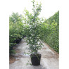 ACER davidii VIPER En pot de 70-90 litres cépée hauteur 250-300 cm
