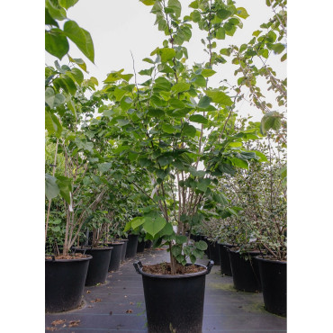 CERCIS chinensis Avondale (Gainier de Chine) En pot de 35-50 litres forme buisson Hauteur 125-150 cm