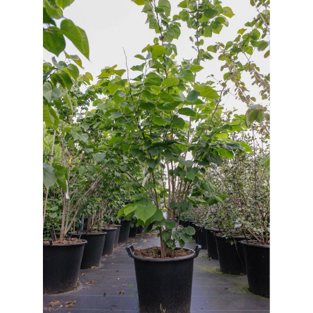CERCIS chinensis AVONDALE (Gainier de Chine)