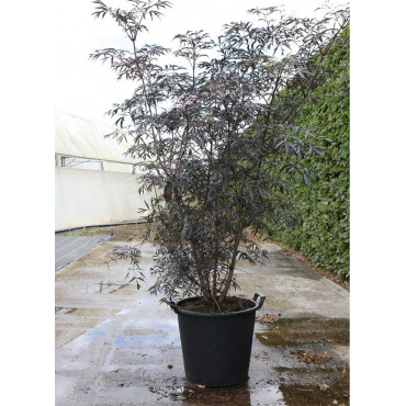 SAMBUCUS nigra BLACK LACE cov (Sureau noir Black Lace) En pot de 35-50 litres forme buisson hauteur 125-150 cm