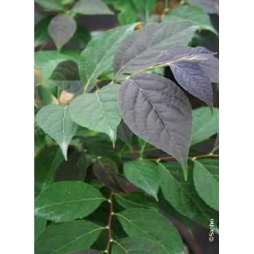 STYRAX japonicus EVENING LIGHT cov (Styrax du Japon)1