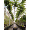 PRUNUS yedoensis (Cerisier du Tibet) En pot de 35-50 litres forme tige hauteur du tronc 180-200 cm circonférence du tronc 08-10 