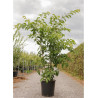 PRUNUS yedoensis (Cerisier du Tibet) En pot de 25-30 litres forme buisson hauteur 125-150 cm