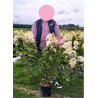 HYDRANGEA paniculata FRAISE MELBA (R) En pot de 10-12 litres forme buisson extra