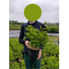 HYDRANGEA paniculata FRAISE MELBA (R) En pot de 4-5 litres forme buisson