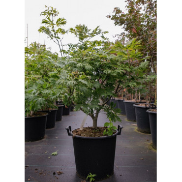 ACER japonicum ACONITIFOLIUM (Érable du Japon à feuille d'aconit) En pot de 30-35 litres forme buisson hauteur 100-125 cm