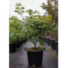 ACER japonicum ACONITIFOLIUM (Érable du Japon à feuille d'aconit) En pot de 30-35 litres forme buisson hauteur 100-125 cm