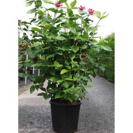 CALYCANTHUS floridus (Arbre aux anémones)