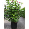 CALYCANTHUS floridus (Arbre aux anémones, à vin, Pompadour) En pot de 25-30 litres formebuisson hauteur 125-150 cm