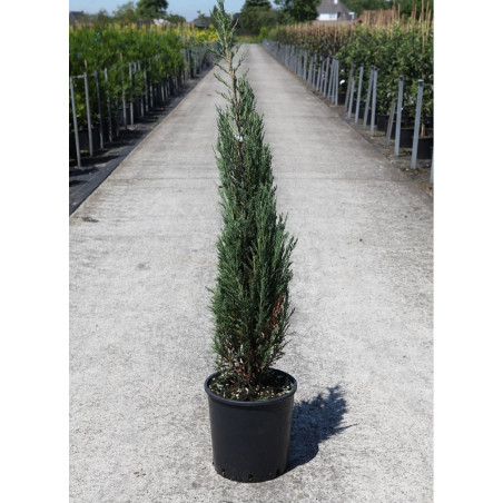 JUNIPERUS virginiana BLUE ARROW (Genévrier de Virginie Blue Arrow)