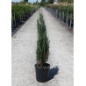 JUNIPERUS virginiana BLUE ARROW (Genévrier de Virginie Blue Arrow) En pot de 15-20 litres hauteur 125-150 cm