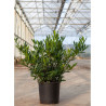 PRUNUS laurocerasus OTTO LUYKEN (Laurier-cerise Otto Luyken) En pot de 15-20 litres forme buisson