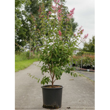 SYRINGA microphylla SUPERBA (Lilas) En pot de 15-20 litres forme buisson hauteur 080-100 cm