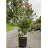 SYRINGA microphylla SUPERBA (Lilas) En pot de 15-20 litres forme buisson hauteur 080-100 cm