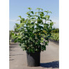 VIBURNUM opulus ROSEUM (Boule de neige) En pot de 15-20 litres forme buisson hauteur 100-125 cm