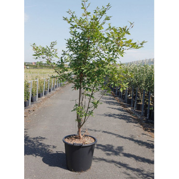 ACER griseum (Érable à écorce de papier) En pot de 35-50 litres forme buisson hauteur 150-175 cm