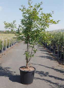 ACER griseum En pot de 35-50 litres buisson hauteur 150-175 cm