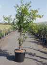 erable-a-ecorce-de-papier-acer-griseum-10.jpg